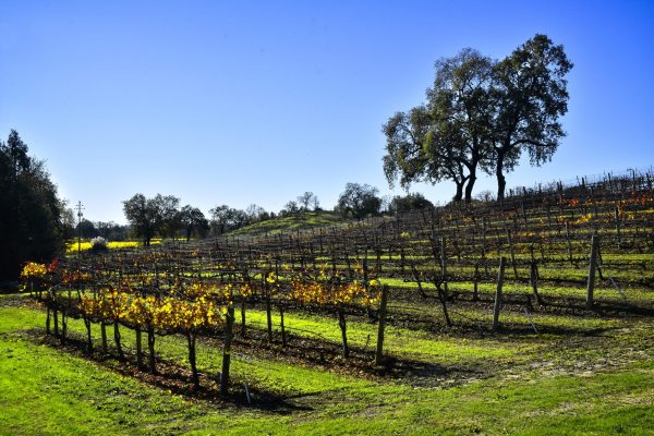 Color almost gone in the Vineyards