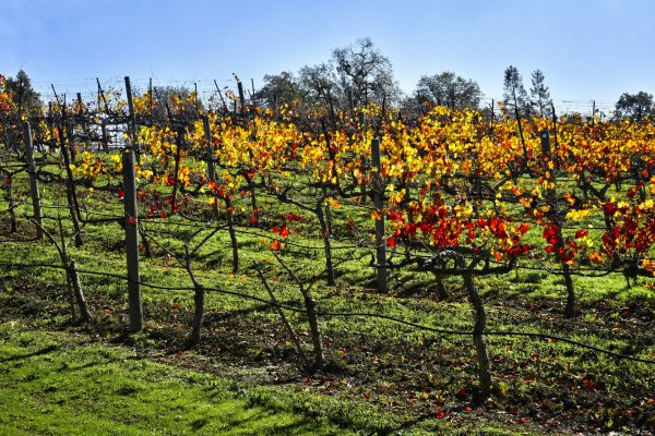 Vineyard Fall Color