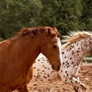 These two horse exude power and elegance as they gallop together at actor Val Kilmer's ranch in
