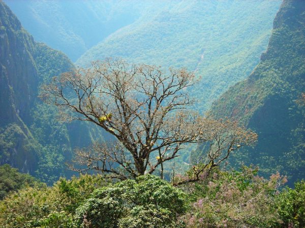 The Tree of Hope offering a blossom to the Sacred Valley of Peru. The tree is located on a ledge