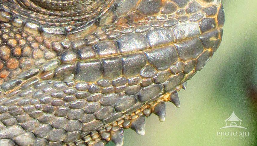 I was talking a walk around the resort we were staying at when I spotted my first iguana. It was