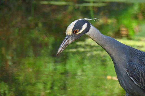 I love Yellow-crowned night herons. Their plumage is gorgeous and they look so serious.