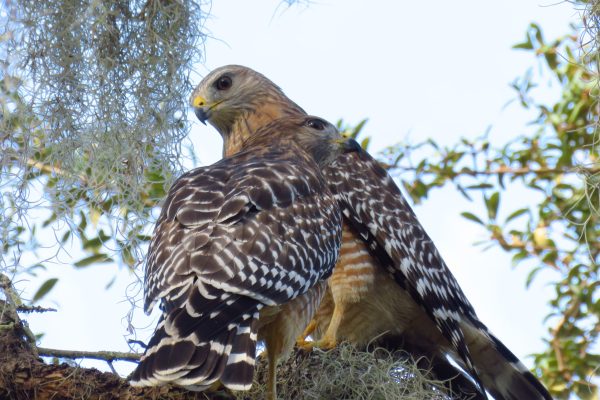 I just got to the Cliff Stephen Park in Clearwater and spotted this beautiful Red-shouldered hawk