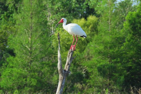 It's always good to see an ibis, but on top of that snag it looks majestic, powerful.