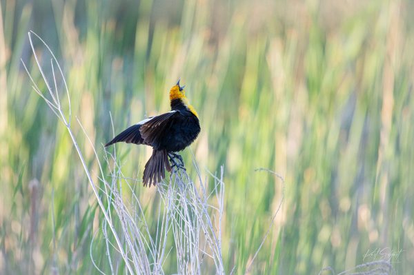 "Yellow-headed Blackbird Calling" is a striking photograph that captures the elegance of a
