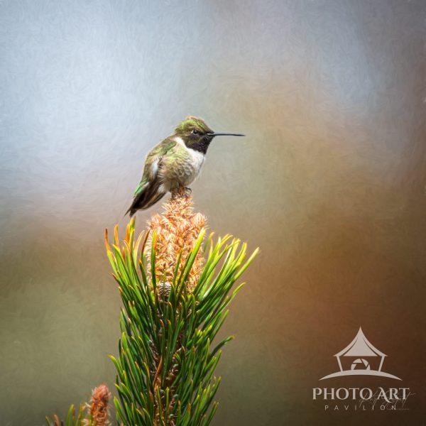 "Lord of his Demesne" presents a striking image of a hummingbird in a moment of serene stillness.