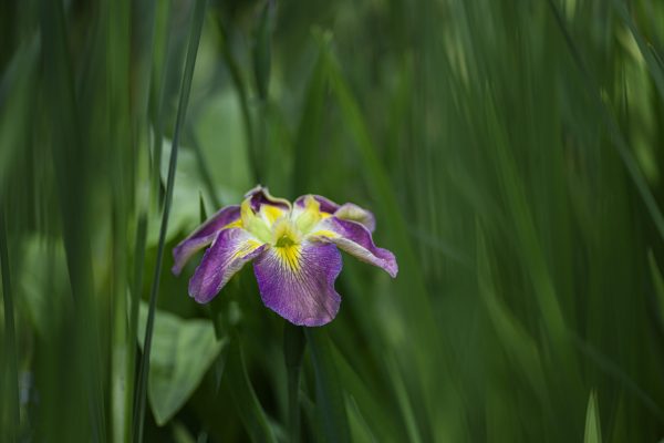I found this flower hidden in a batch of high beach grass. It was hiding from me, but I managed to