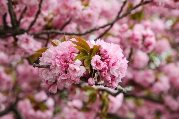 Two cherry blossoms peering out together on a branch of cherry blossom tree. Central Park, NYC.
