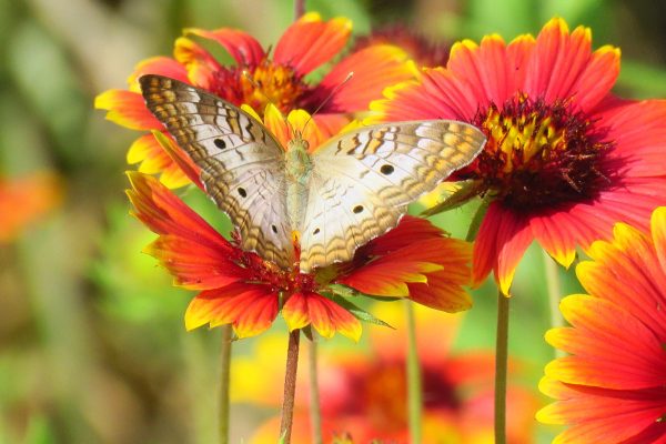 White peacock butterflies love to land on Indian blanket flowers. I had the opportunity to capture a