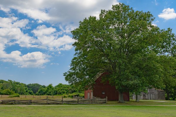 A large tree hovers over pleasant and peaceful landscape scene, featuring a weathered fence and