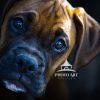 A boxer puppy hoping to for an early dinner time treat.