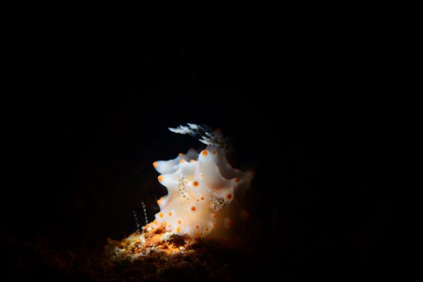 In the Philippines there are over 1,000 different species of nudibranchs, i.e. shell-less mollusks,