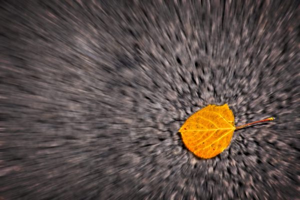 Fallen Aspen Leaf