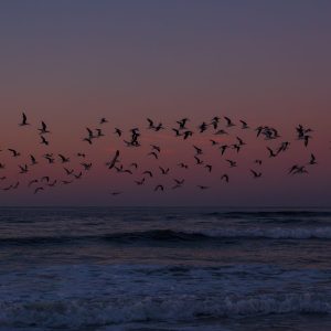 Birds in flight at sunrise.