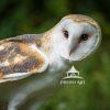 Birds of prey photography event.