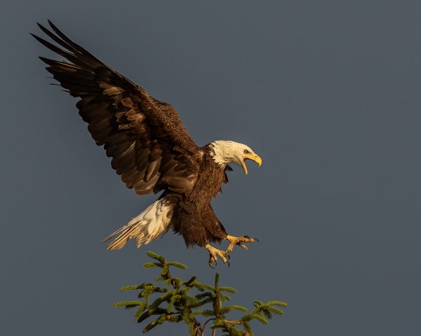 Bald Eagle landing on top of a norway spruce tree at Golden Hour