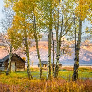 The colors were bursting as the sun climbed over the mountain range behind this row of trees and in