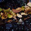 A painterly approach to autumn leaves after a brief rain.