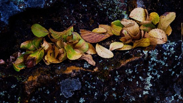A painterly approach to autumn leaves after a brief rain.