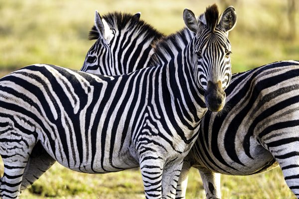 Zebras watching out for predators in order to be prepared to escape.