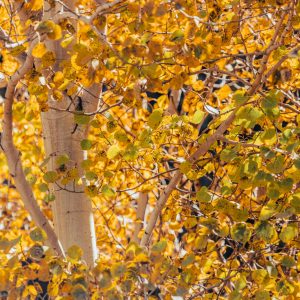 Aspens burst with color throughout Yellowstone National Park in autumn. The landscape in the park