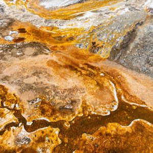 Many of the bright colors found in Yellowstone's hydrothermal basins come from