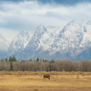 Domestic horses graze in a meadow of Grand Teton National Park, Wyoming. Horseback riding is
