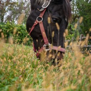 As we peer through the blades of grass, we witness a horse in its most candid and unassuming state,