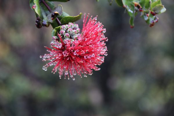 Flower with dew