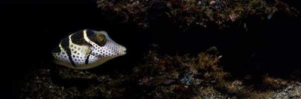 A saddle back puffer fish looking for shelter along the reef