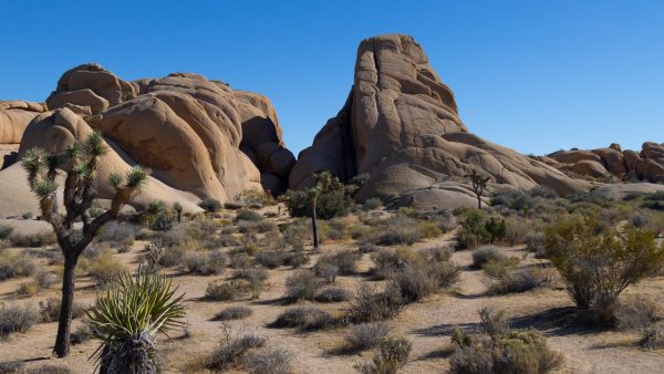 Joshua Tree National Park sits in the California desert just north of Palm Springs and a mere 2 1/2