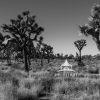 Joshua Tree National Park sits in the California desert just north of Palm Springs and a mere 2 1/2