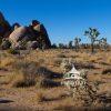 Joshua Tree National Park sits in the California desert just north of Palm Springs and a mere 2 1/2