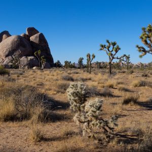 Joshua Tree National Park sits in the California desert just north of Palm Springs and a mere 2 1/2