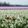 Amsterdam is a breath of fresh air, especially in springtime. The canals create this idyllic