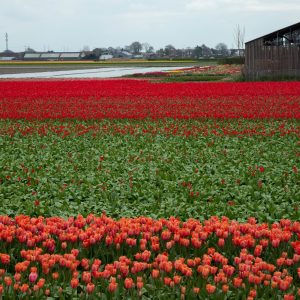 Amsterdam is a breath of fresh air, especially in springtime. The canals create this idyllic
