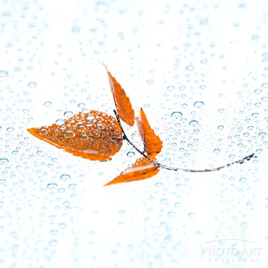 A close up view of autumn leaves and and raindrops