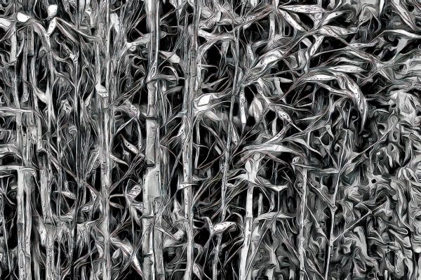 Bamboo abstract, Shot in Golden Gate Park.