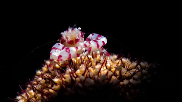 "Tiny Warrior of the Sea" is a photograph of a candy crab standing on top of a coral polyp,