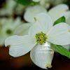 Blooming Flower