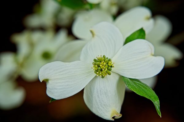 Blooming Flower