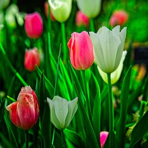 Field of Tulips