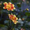 Dahlia in full bloom.