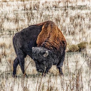 I’ll never forget the moment I captured this image on Antelope Island. The air was quiet, the grass