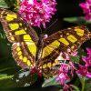 Unlike many other insects, butterflies are widely embraced and celebrated for their beauty and