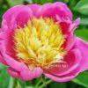 Peony flowers are perennial garden classics, loved worldwide for their extravagant, early summer