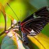 Unlike many other insects, butterflies are widely embraced and celebrated for their beauty and