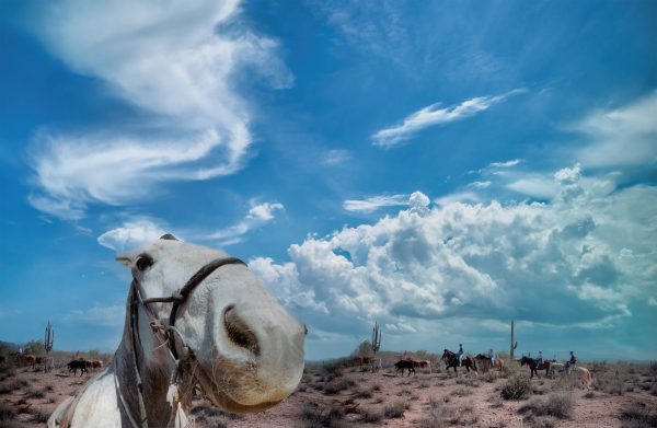 Sightseeing through the desert on horseback