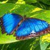 Unlike many other insects, butterflies are widely embraced and celebrated for their beauty and
