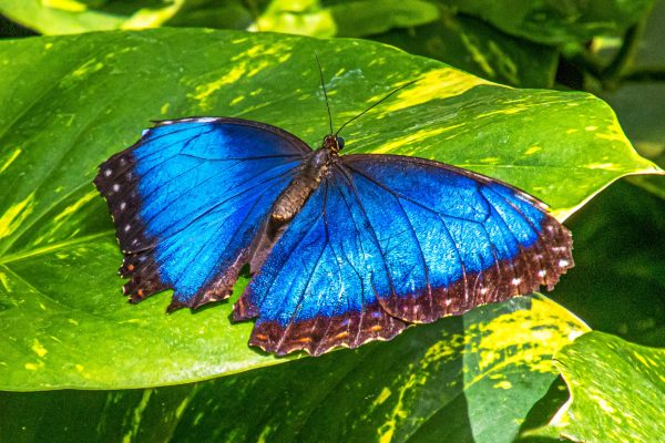 Unlike many other insects, butterflies are widely embraced and celebrated for their beauty and